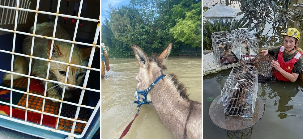 Foto di Animal Rescue Team Italia e Centro Faunistico Pettirosso Alluvione in Emilia Romagna, il lavoro dei volontari per salvare gli animali colpiti